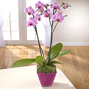 Elegant  Coloured Phalanopsis Orchid Plant