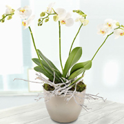 Beautiful White Phalanopsis Orchid Plant